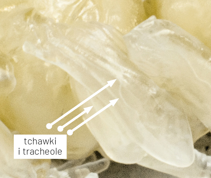 Anatomia pszczoły