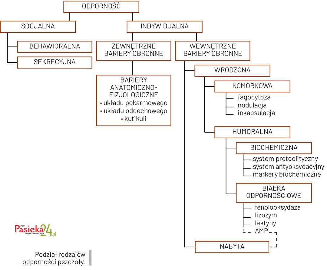 Anatomia pszczoły