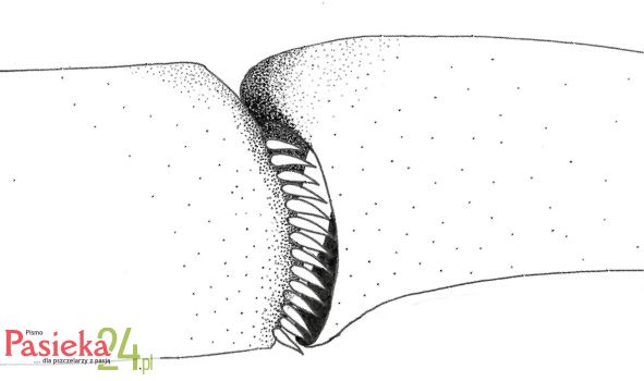 Anatomia pszczoły