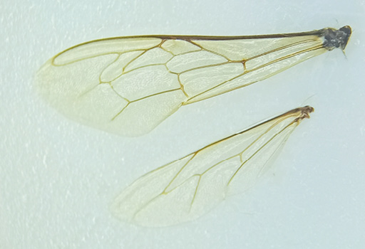 Anatomia pszczoły