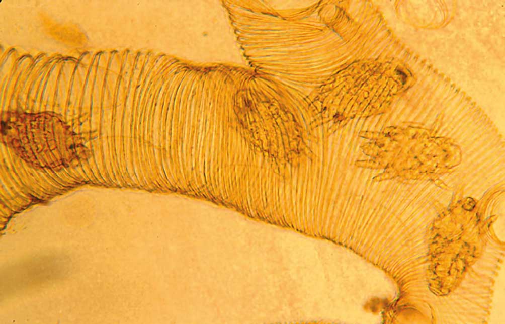Anatomia pszczoły