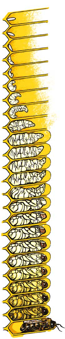 Anatomia pszczoły