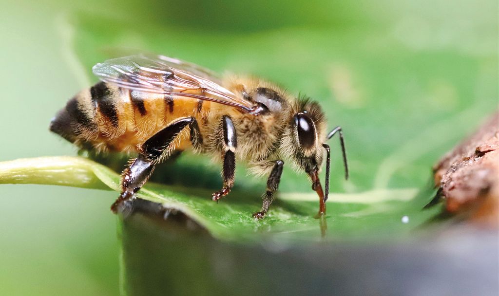 Preparaty probiotyczne dla pszczoły miodnej